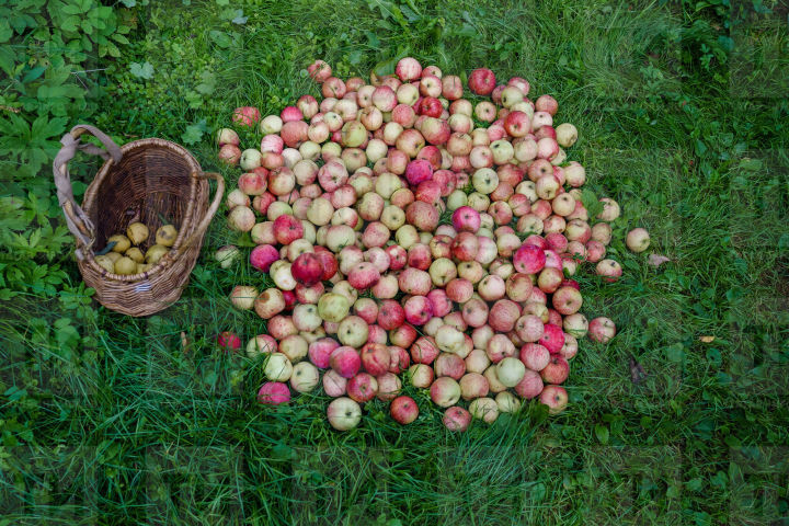 Как сохранить яблоки свежими до следующей весны
