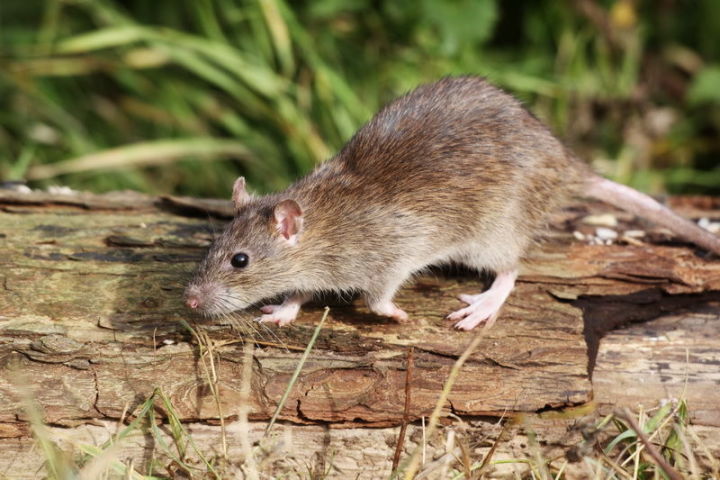 4 растения, которые прогонят мышей и крыс с вашего огорода