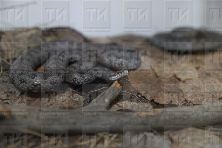 В Татарстане 13-летнего мальчика укусила змея