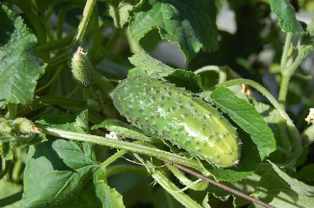 Подкормите этим огурцы в начале августе, и они будут обильно плодоносить без устали даже в дождь и холод