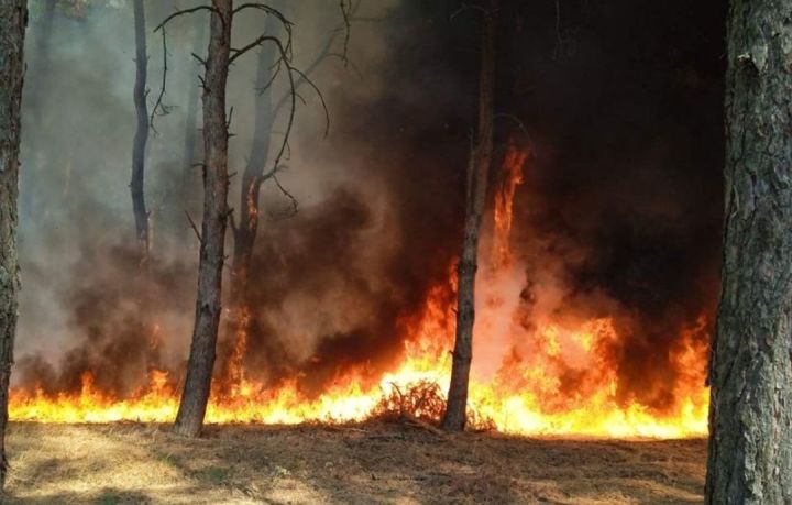 Штормовое предупреждение о высокой и чрезвычайной пожарной опасности лесов на территории Республики Татарстан