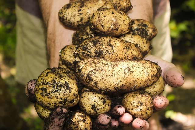 Когда копать картошку: ошибка, которая может «сгноить» средне- и позднеспелый урожай
