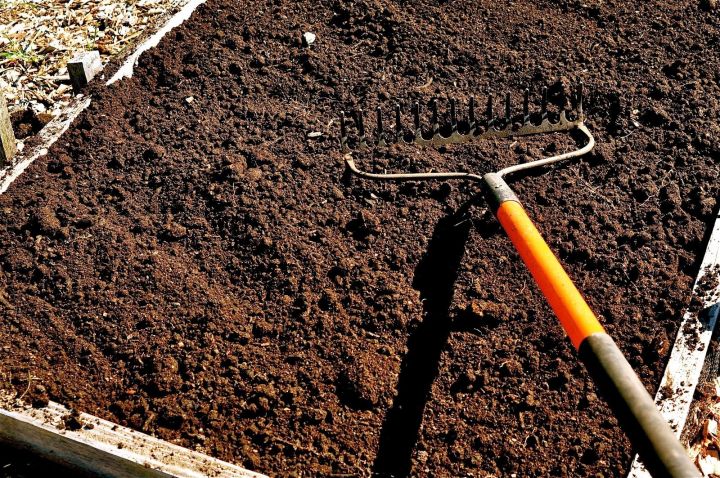 Что будет с землей, если засеять горчицей грядку после картошки и оставить ее в почве до весны. Эффект многих удивит