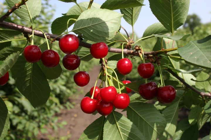 5 секретов выращивания крупной и сладкой вишни: обильный урожай и невероятный вкус обеспечены