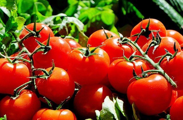 Как ухаживать за помидорами в августе, чтобы собрать отличный урожай: хитрости дачников