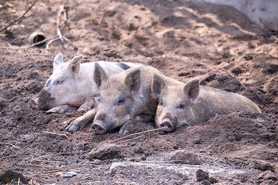 В Татарстане обнаружен очаг африканской чумы свиней