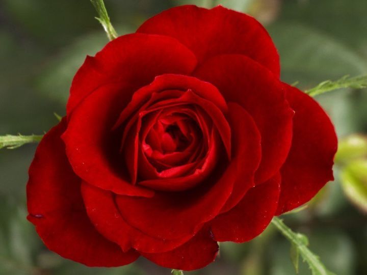 Вот что нужно сделать с розами в августе, если хотите чтобы они цвели и радовали: секреты садоводов