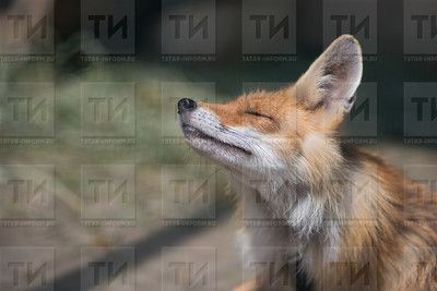 В Татарстане лисы стали чаще выходить к людям