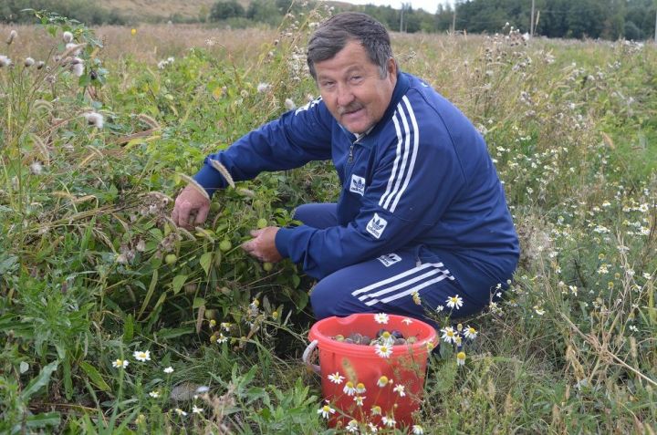 Один из первых в Татарстане фермеров по выращиванию и реализации физалиса живет в Бавлах
