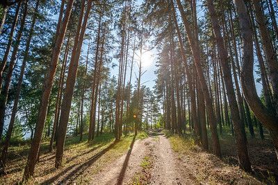 Пожарная опасность в лесах Татарстана продлена до 16 сентября