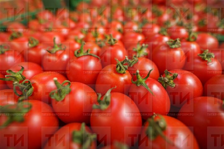 Кипкән помидор (вяленый помидор) рецепты