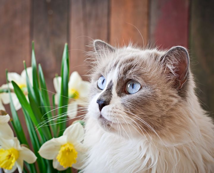 В День кошек «Бавлы-информ» подводит итоги «Хвостатой» акции