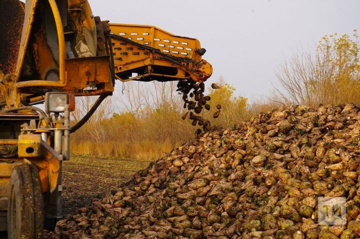 Минсельхоз РТ прокомментировал вопрос о дефиците свеклы в 2023 году