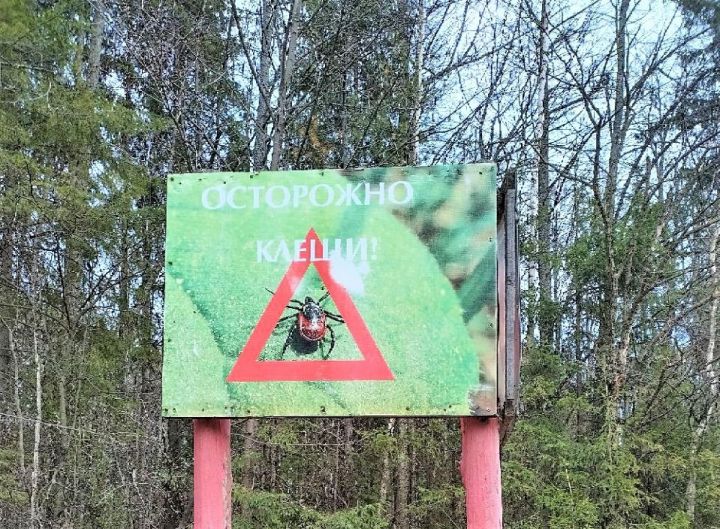 В Татарстане увеличилось число обращений из-за укусов клещей