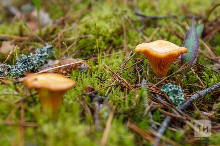 Бавлинцам напоминают о мерах предосторожности в начале грибного сезона
