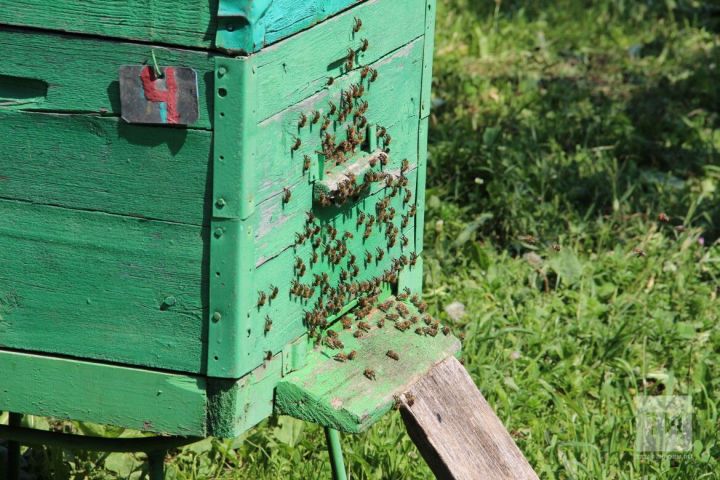 В нескольких районах РТ массово гибнут пчелы