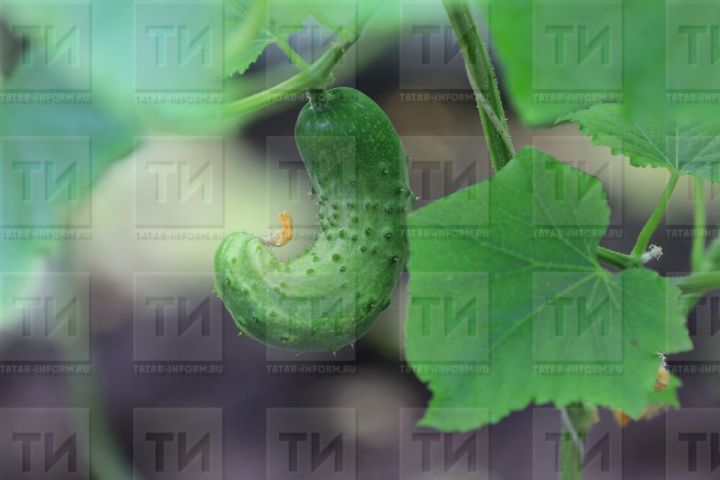 Кыярлар августта да мул уңыш бирсен өчен нишләргә?