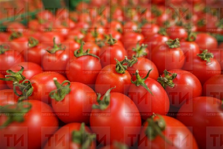 Помидор каклый беләсезме?