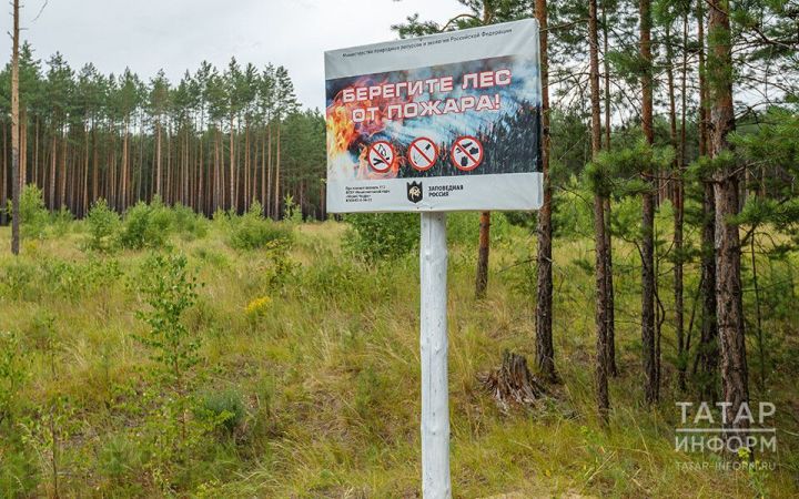 Минсельхоз РТ: Девять из десяти лесных пожаров возникают по вине человека