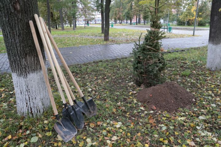 В Татарстане планируют высадить 1 млн саженцев деревьев