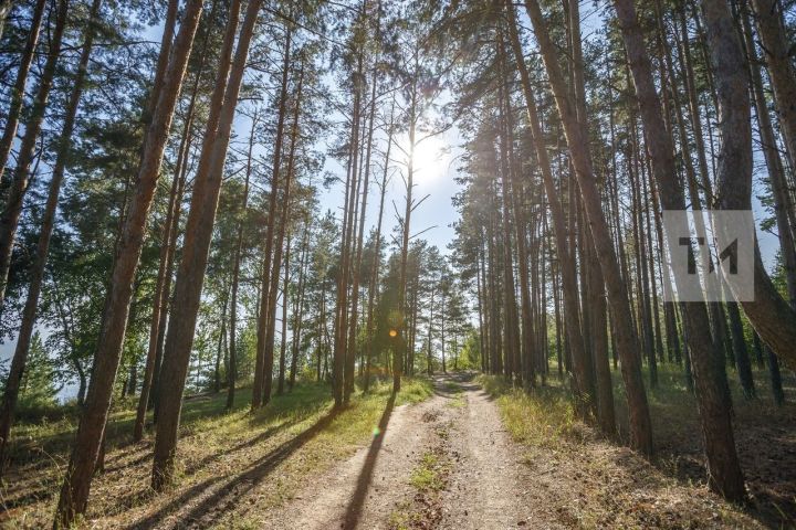 В Бавлинском и ряде районов введено ограничение на пребывание в лесах