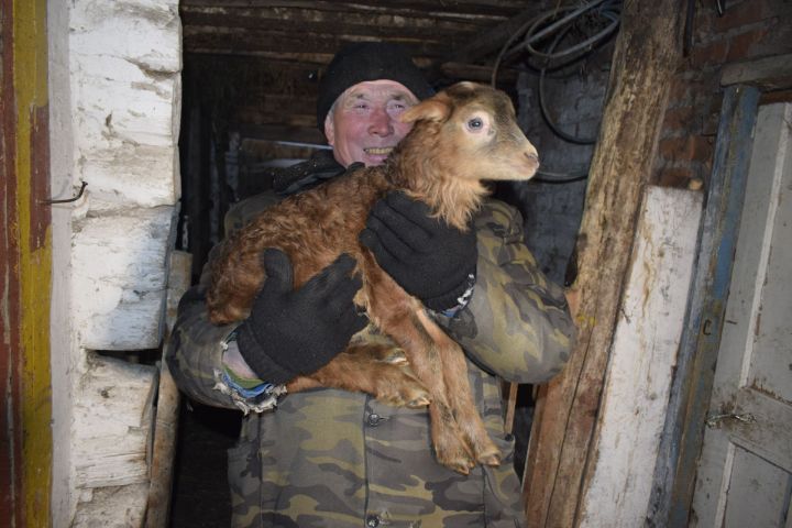 Исергәп авылында яшәүче Рәис Әбүзаров: “Сарыкның файдасы шул – махсус хәрби операциядә катнашучыларга йон оекбашлар бәйләдек”