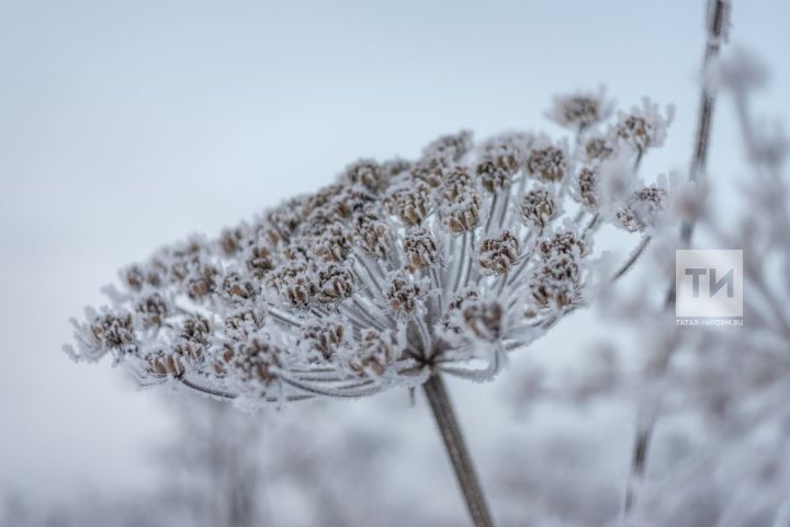 Погода в Бавлах 25 января