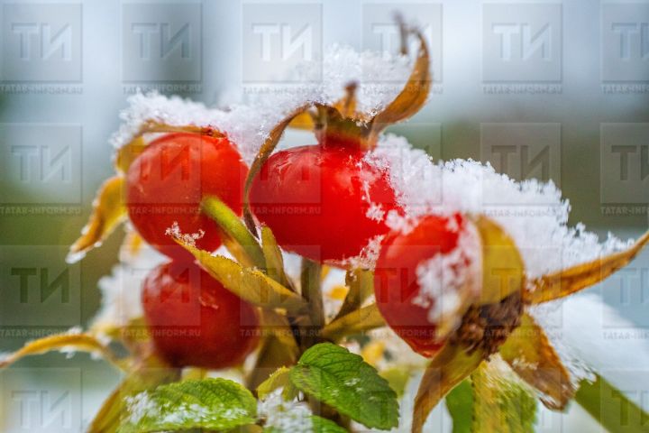 29 февральгә сынамышлар