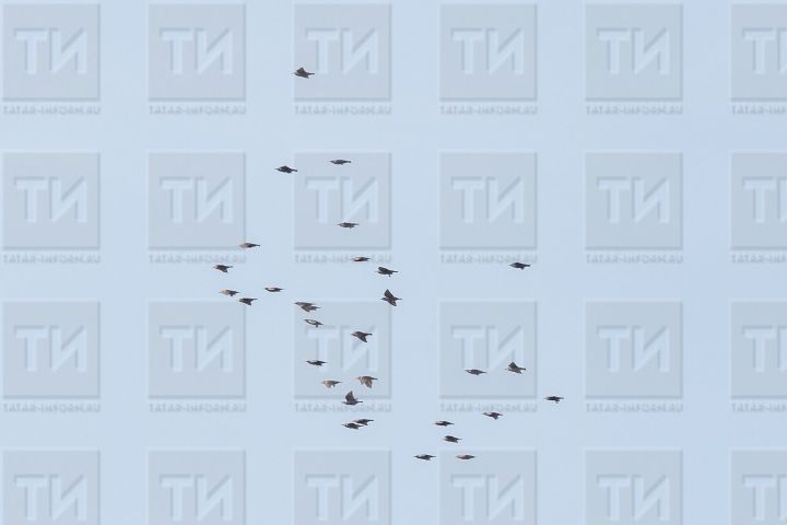 7 мартка сынамышлар