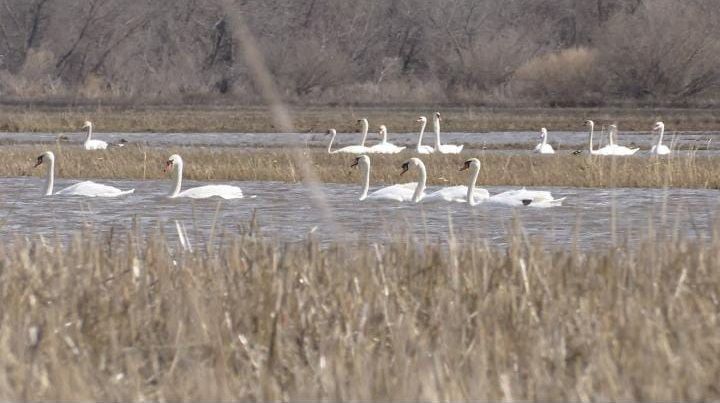 Бавлинские водоемы облюбовали лебеди