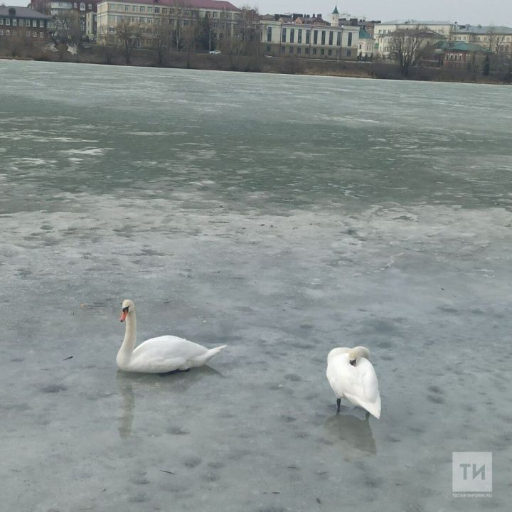 В Татарстан возвращаются семейные пары лебедей