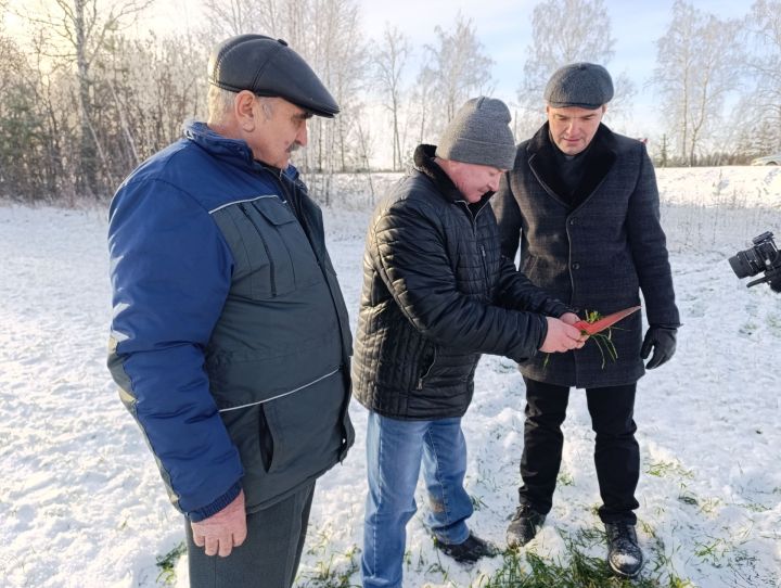В Бавлинском районе проверяют состояние озимых культур