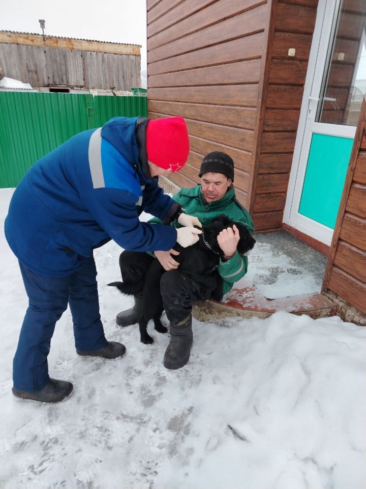 В селе Исергапово собак чипировали на дому