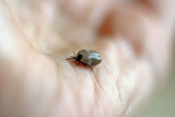 В Татарстане число пострадавших от укусов клещей превысило отметку в 12 тысяч