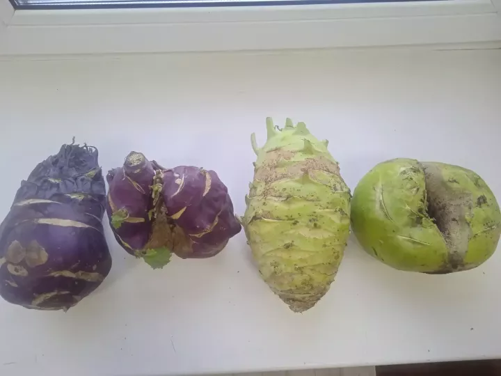 Баулылар кәбестә уңышын җыя