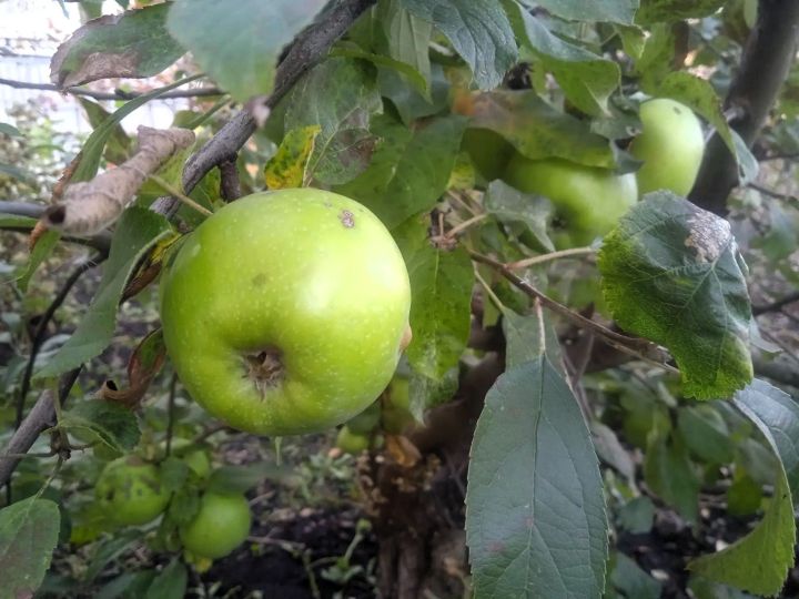 Бавлинцы собирают урожай яблок