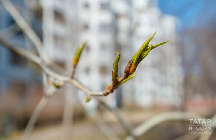18 апрельгә сынамышлар