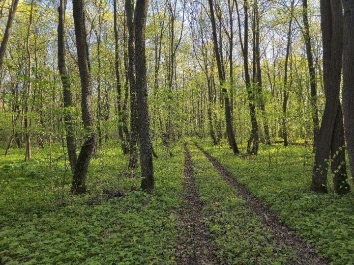 Сегодня в РТ будет ясно, без осадков, но с заморозками ночью