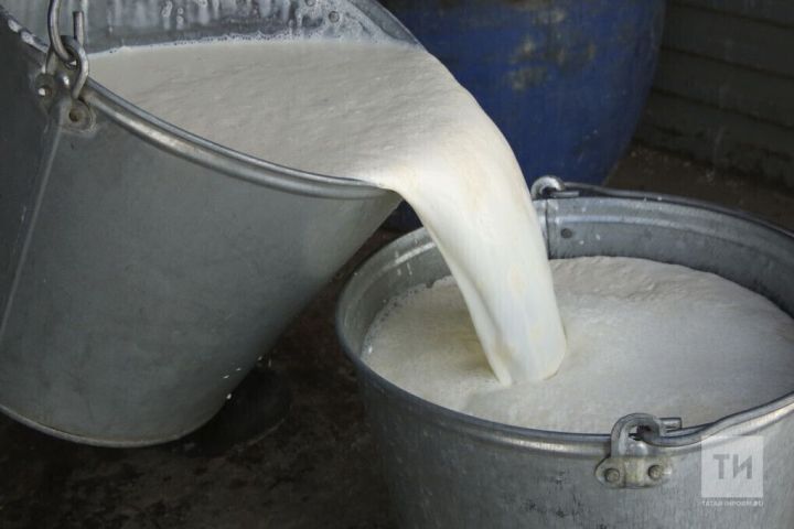 Баулы районында көнлек савым күләме арткан