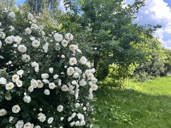 Жара до +31 °C и грозы: какой будет погода в Татарстане