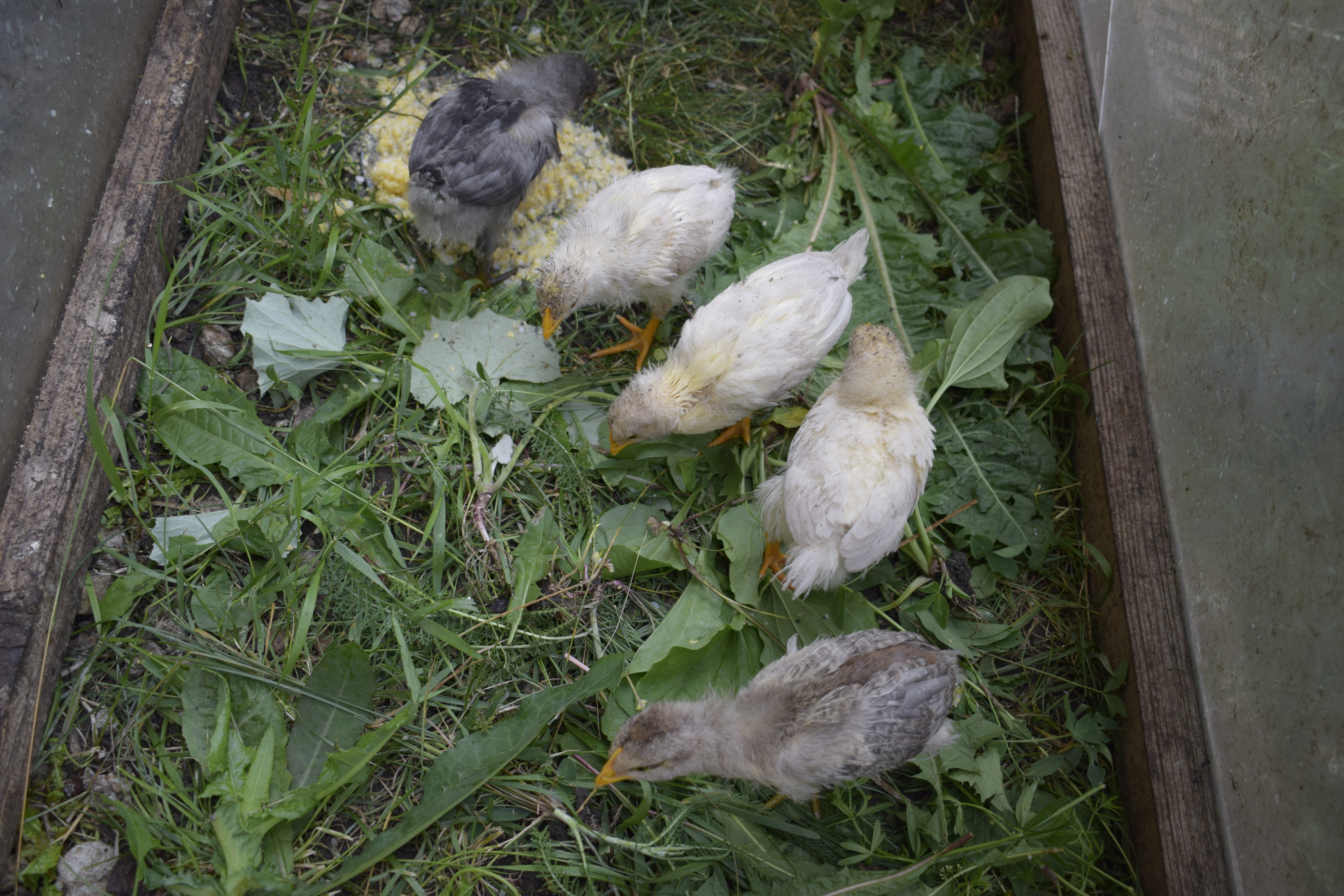 Чем поить цыплят в первый день жизни. Цыплята 3 дня. Срок вылупления цыплят. Молодые курочки 18 +. Сон яйцо вареное с живым птенцов.