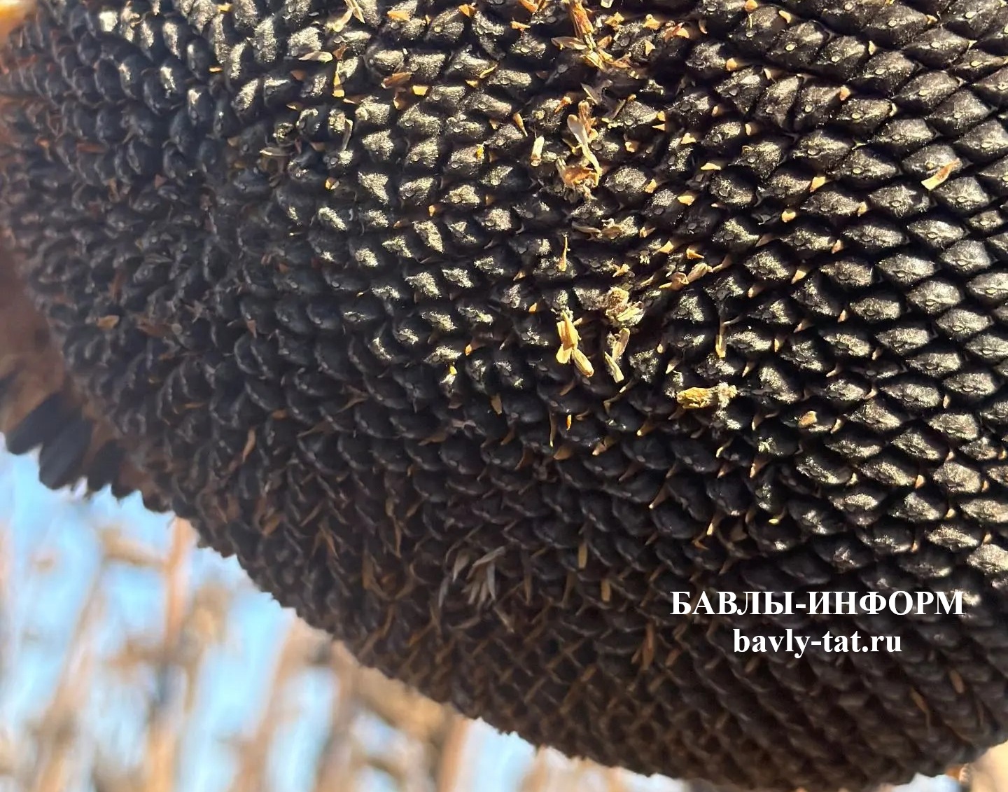 Хуҗалыклар җитештергән продукцияне сату бәясенең дә түбән һәм тотрыклы булмавы, хуҗалык җитәкчеләрен хафага сала