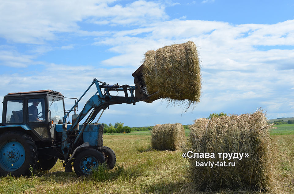 В Бавлинских хозяйствах горячая пора сенокоса