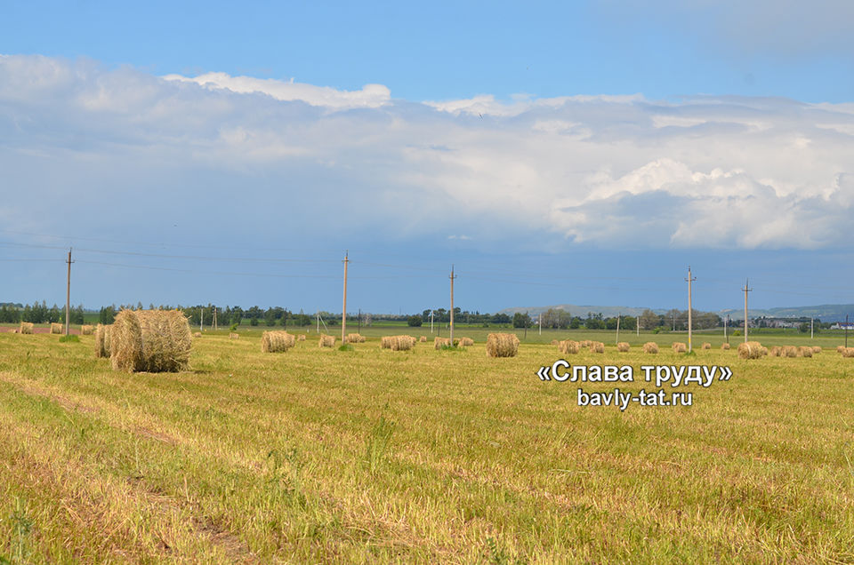 В Бавлинских хозяйствах горячая пора сенокоса