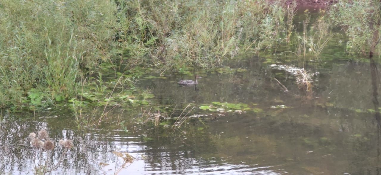 В Бавлинском селе жители обустроили своими силами водоем