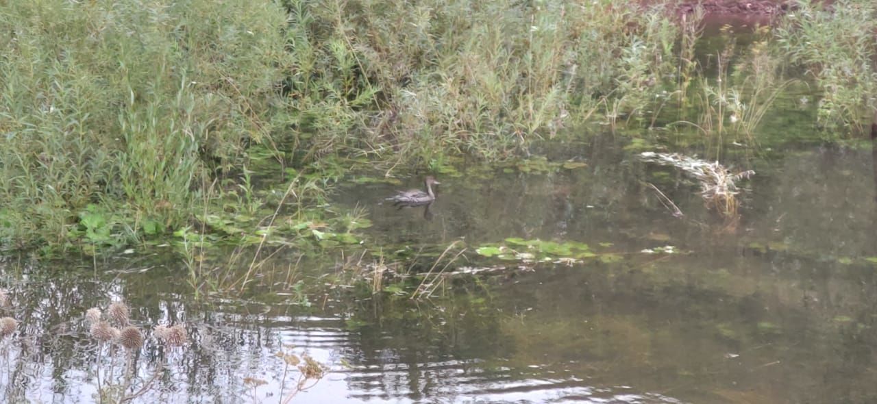 В Бавлинском селе жители обустроили своими силами водоем