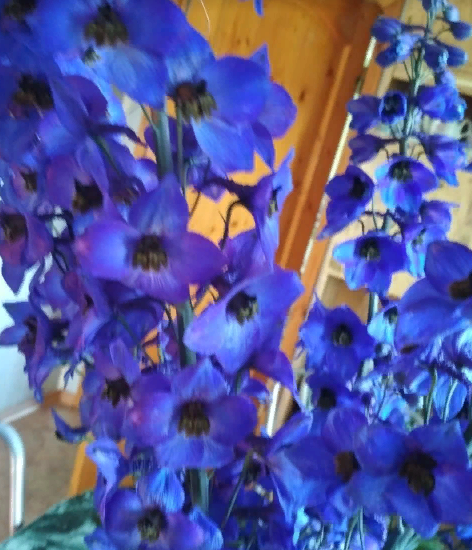 Жительница бавлинского села поделилась опытом цветоводства