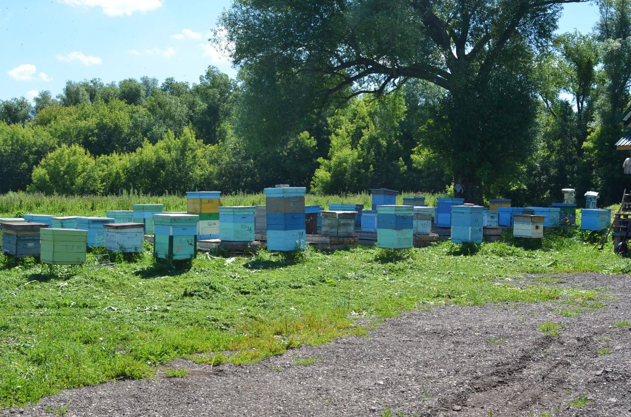 Пчеловод Ленар Бакиров: «Пчёлы – это дар от Всевышнего. Если в семье нет покоя – пчела не размножается»