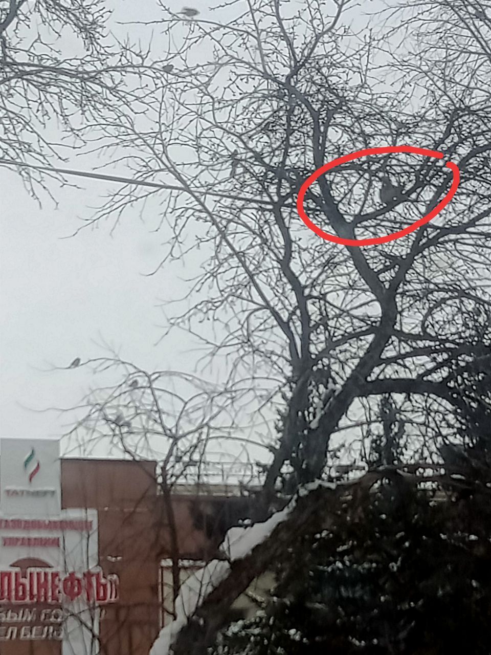 В бавлинском парке стали часто замечать белок