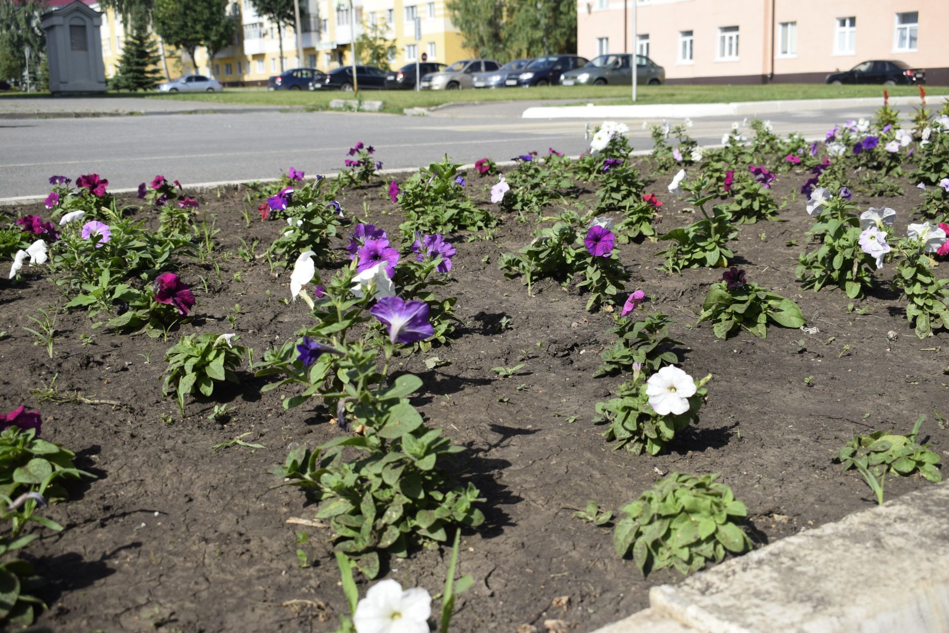 В Бавлах свыше 10 тысяч цветов посадили работники благоустройства